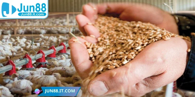 Chọn thực phẩm giàu carbo phù hợp cho chiến kê